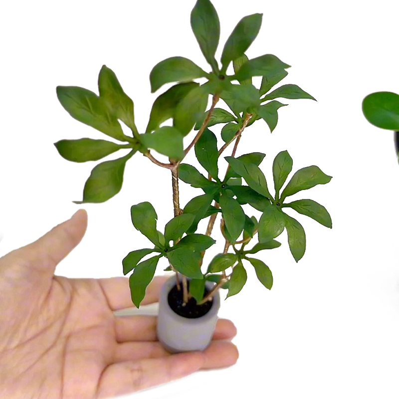Smart Garden Mini - Plantes miniatures en pot pour bonsaï,