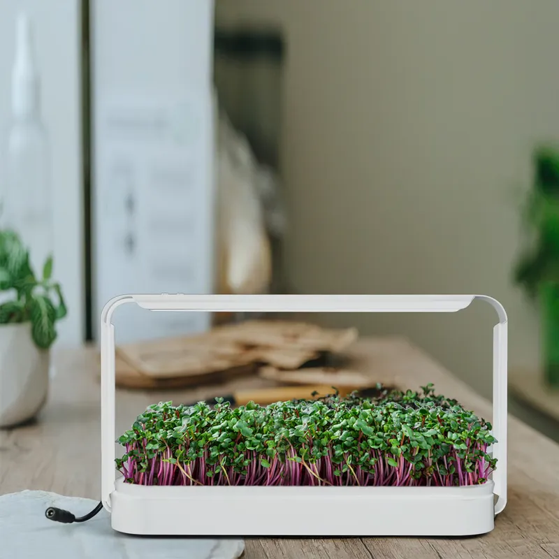 Smart Garden Ideas - Kit de culture d'herbes aromatiques d'intérieur