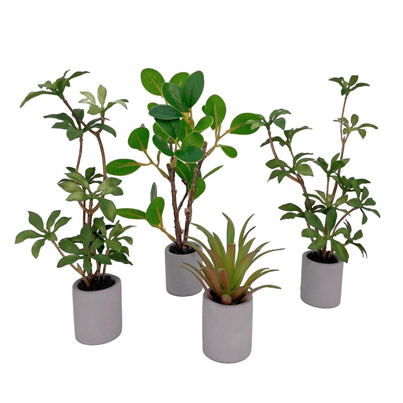 Plantes miniatures en pot pour - Smart Garden Mini avis et prix